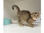Adopt Wendy a Brown or Chocolate Domestic Shorthair / Domestic Shorthair / Mixed