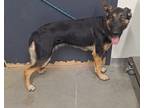 Adopt Molly a German Shepherd Dog / Mixed dog in Tulare, CA (38902089)