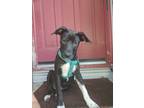 Adopt Remie a Black - with White Labrador Retriever / Pointer / Mixed dog in