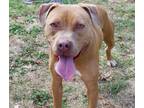 Adopt Austin a Red/Golden/Orange/Chestnut Mixed Breed (Large) / Mixed dog in