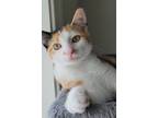 Adopt Loves a Calico or Dilute Calico Calico / Mixed (short coat) cat in Ball