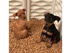 Miniature Pinscher Puppy for sale in Poolville, TX, USA