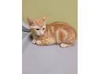 Adopt Percy a Domestic Shorthair (short coat) cat in Dickson, TN (38759034)