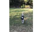 Adopt KIPPER a White - with Black Labrador Retriever / Border Collie / Mixed dog