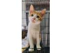 Adopt 5887 (Sunshine) a Orange or Red (Mostly) Domestic Shorthair / Mixed (short