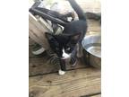 Adopt No name a Black & White or Tuxedo Domestic Shorthair / Mixed (short coat)