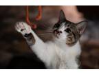 Adopt Bruce a Domestic Shorthair / Mixed (short coat) cat in Pittsboro
