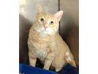 Adopt Kiko a Domestic Shorthair / Mixed (short coat) cat in Fall River