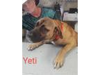 Adopt Yetil Mastiff Mix 75 Pounds in Kill Shelter a Mastiff / Mixed dog in