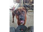 Adopt Bloo a Brown/Chocolate Tosa Inu / Redbone Coonhound / Mixed dog in