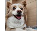 Adopt Miyoung a Brown/Chocolate - with White Papillon / Australian Shepherd /