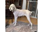 Adopt Maggie a White Sheltie, Shetland Sheepdog / Poodle (Standard) / Mixed dog