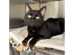 Adopt Spark a All Black Domestic Shorthair / Mixed cat in Columbia Station