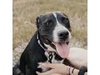 Adopt Captain Crunch a Black Labrador Retriever / Mixed dog in San Antonio