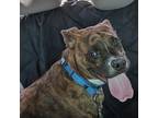 Adopt Douglas a Brown/Chocolate American Staffordshire Terrier / Mixed dog in