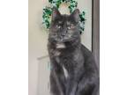 Adopt Kitty a Gray or Blue (Mostly) Domestic Shorthair / Mixed (short coat) cat