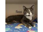 Adopt Nessi 23680 a Gray or Blue Domestic Shorthair / Mixed cat in Escanaba