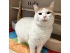 Adopt Holly 23725 a White Domestic Shorthair / Mixed cat in Escanaba
