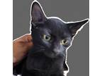 Adopt Ginnel a All Black Domestic Shorthair / Mixed cat in Casa Grande