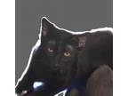Adopt Alladin a All Black Domestic Shorthair / Mixed cat in Casa Grande