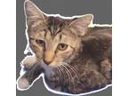 Adopt Jasmin a Brown or Chocolate Domestic Shorthair / Mixed cat in Casa Grande