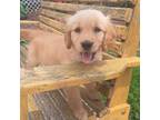 Golden Retriever Puppy for sale in Westminster, SC, USA