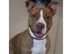 Adopt Honey a Brown/Chocolate American Pit Bull Terrier / Mixed dog in Urbana