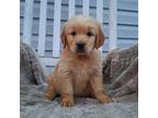 Golden Retriever Puppy for sale in Westminster, SC, USA