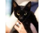 Adopt VANESSA-28044 a All Black Domestic Shorthair / Mixed cat in Bartlett