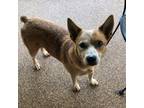 Adopt Harley a Australian Cattle Dog / Mixed Breed (Medium) / Mixed dog in