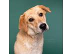 Adopt Blossom a Yellow Labrador Retriever