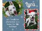 Adopt Lyra a White American Pit Bull Terrier dog in Plymouth, MN (38703192)