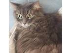Adopt Eliza a Gray or Blue Domestic Longhair / Mixed cat in Leesburg