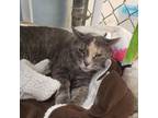 Adopt Cherie a Tortoiseshell Domestic Shorthair / Mixed cat in Leesburg