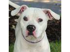 Adopt Sweetie a Boxer / American Pit Bull Terrier / Mixed dog in Troy