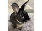 Adopt Ronan a Rex / Mixed rabbit in Birdsboro, PA (38731889)