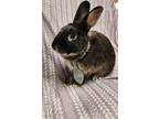 Adopt Ricardo a Rex / Mixed rabbit in Birdsboro, PA (38731888)