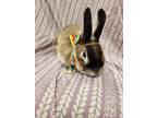 Adopt Royal a Rex / Mixed rabbit in Birdsboro, PA (38731887)