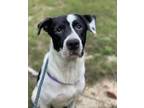 Adopt Paula a Hound (Unknown Type) / Mixed dog in Raleigh, NC (38890665)