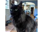 Adopt Yaza a All Black Domestic Longhair / Mixed cat in Lynchburg, VA (38919769)