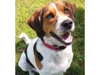 Adopt Lewis a Hound (Unknown Type) / Mixed dog in Pembroke, ON (38861623)