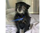 Adopt Tiki a Black Terrier (Unknown Type, Small) / Mixed dog in Houston