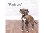 Adopt Rosie Lou a Brindle Terrier (Unknown Type, Small) / Mixed dog in