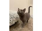 Adopt Rocky a Gray or Blue Domestic Shorthair / Mixed (short coat) cat in Los