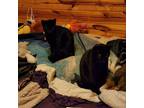 Adopt Huginn a All Black Domestic Shorthair / Mixed cat in Rochester