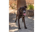 Adopt Drizzle/Roxy a Black Mixed Breed (Large) / Mixed dog in Palm Springs