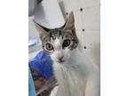 Adopt Alice a Domestic Shorthair (short coat) cat in Fort Walton Beach