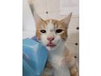 Adopt Solar a Orange or Red (Mostly) Domestic Shorthair (short coat) cat in Fort