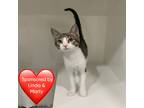 Adopt Almond a Spotted Tabby/Leopard Spotted Domestic Shorthair / Mixed cat in