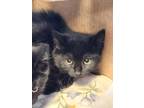 Adopt Matcha a Domestic Shorthair / Mixed cat in Dawson Creek, BC (38894439)